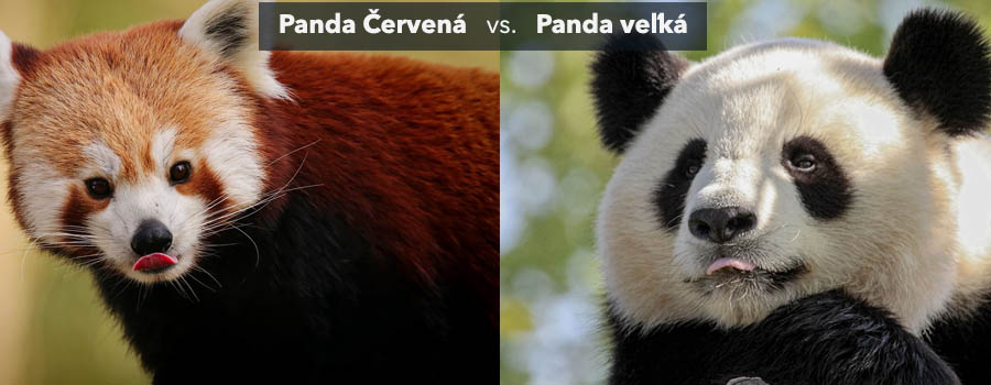 Panda červená je zafarbená do červena verzus Panda veľká, ktorá je bielej farby s čiernymi fľakmi